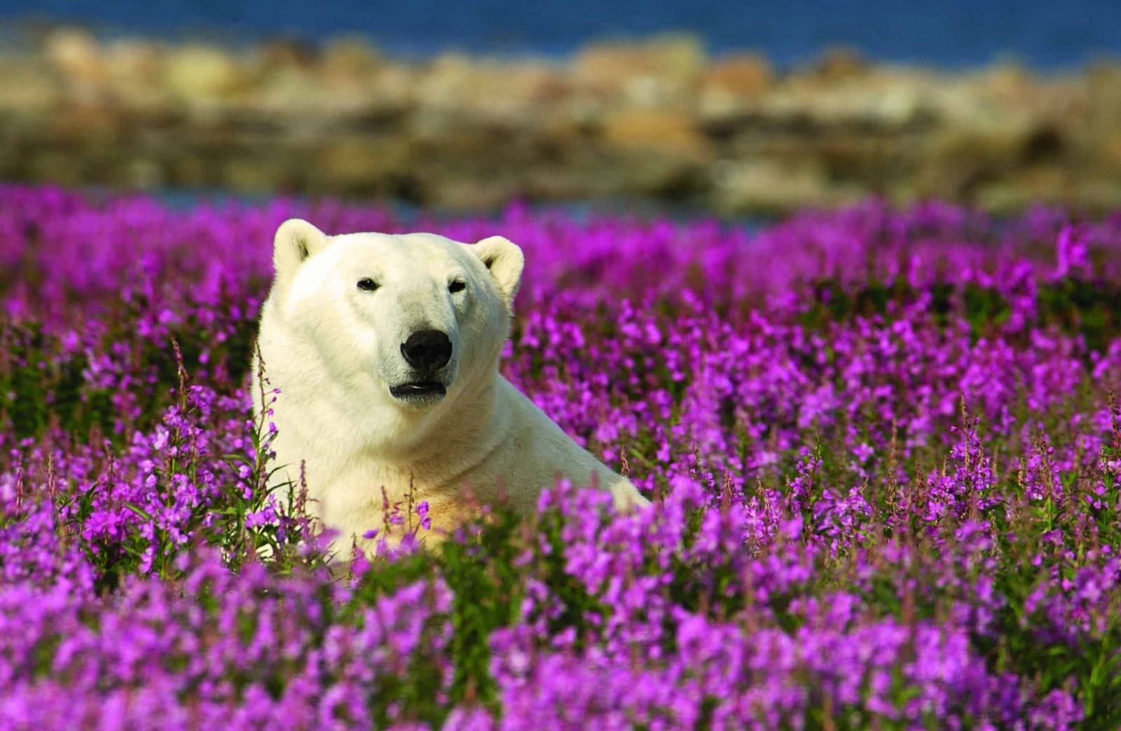 Eisbär im blühenden Weidenröschen an der Küste der Hudson Bay in Manitoba, Foto: Churchill Wild