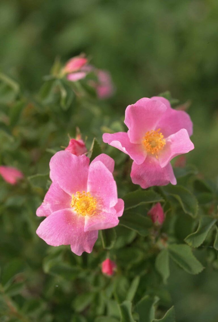 In Alberta blühen auch wilde Rosen