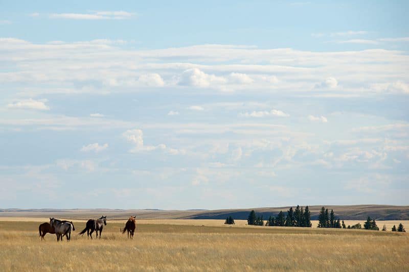 Fest im Sattel: Cowboy-Feeling und Lagerfeuerromantik auf Saskatchewans Guest Ranches hautnah erleben