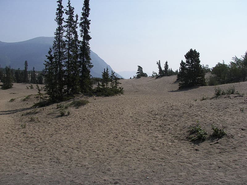 Carcross Desert: Die kleinste Wüste der Welt liegt in der Provinz Yukon