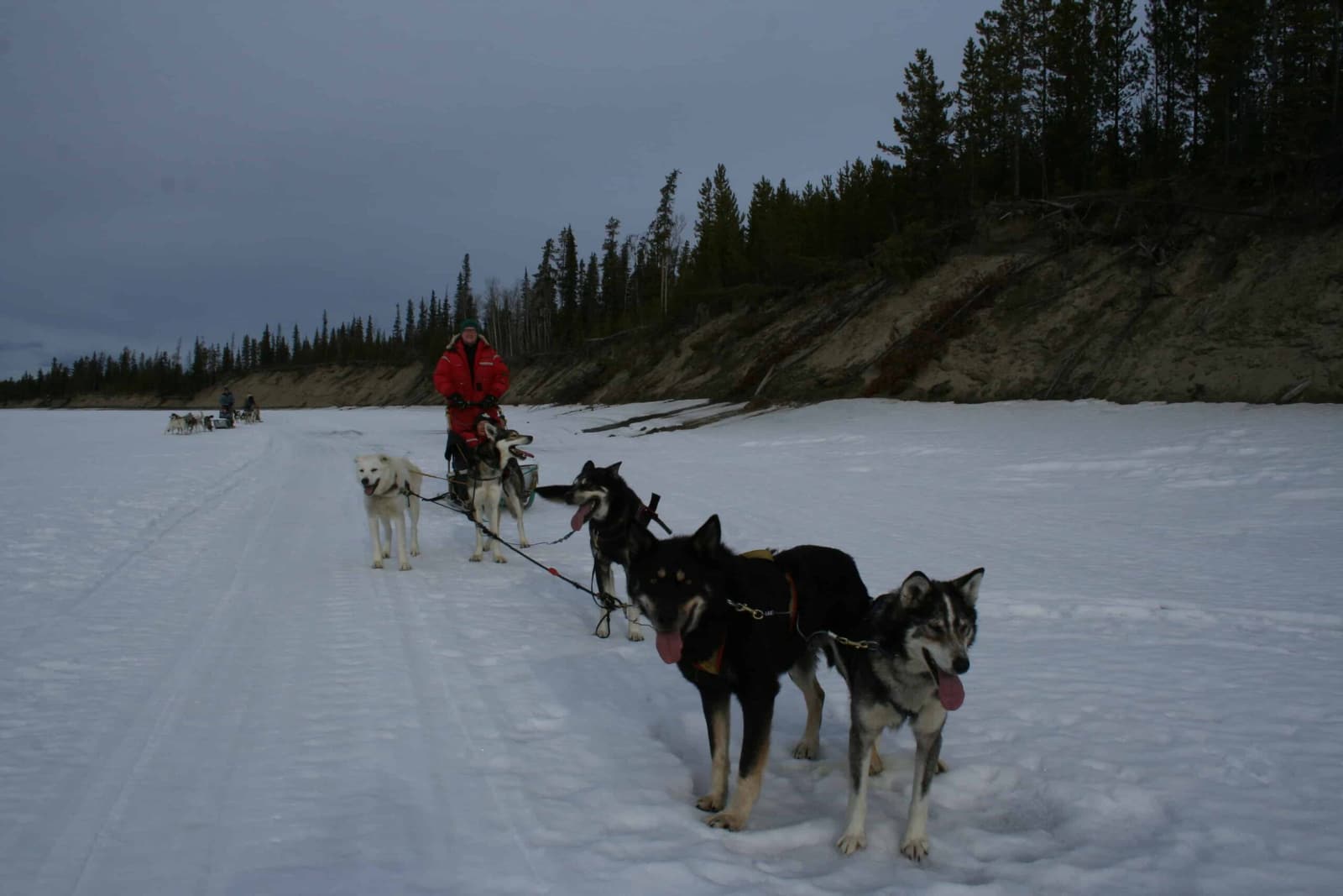 Dog Sledding im Yukon