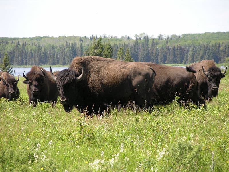 Der Riding Mountain National Park: Ein wald- und seenreiches Herz Manitobas