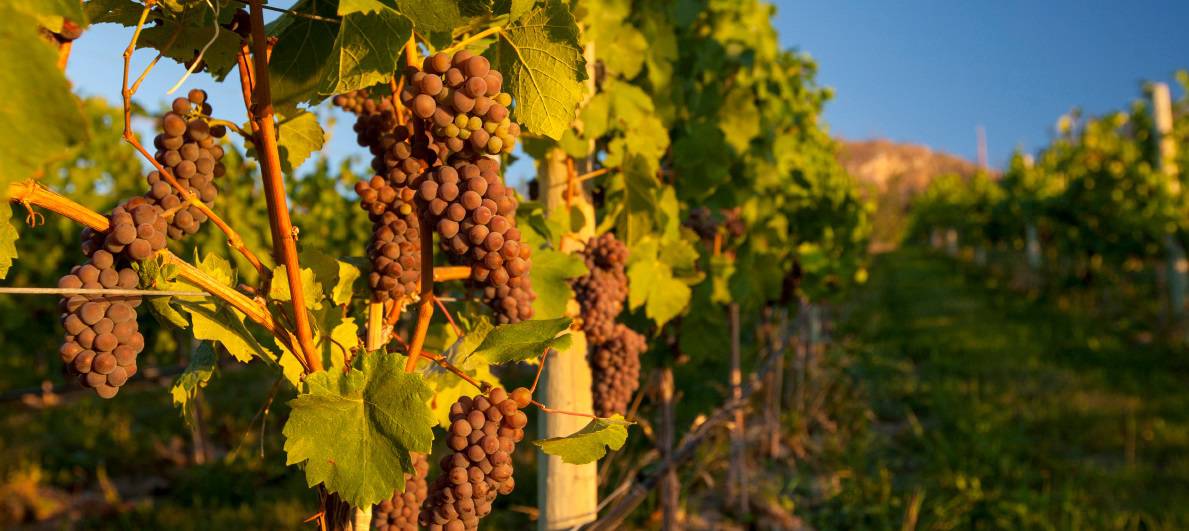 Willkommen beim kanadischen Weintasting - 12 Weingüter stellen sich vor