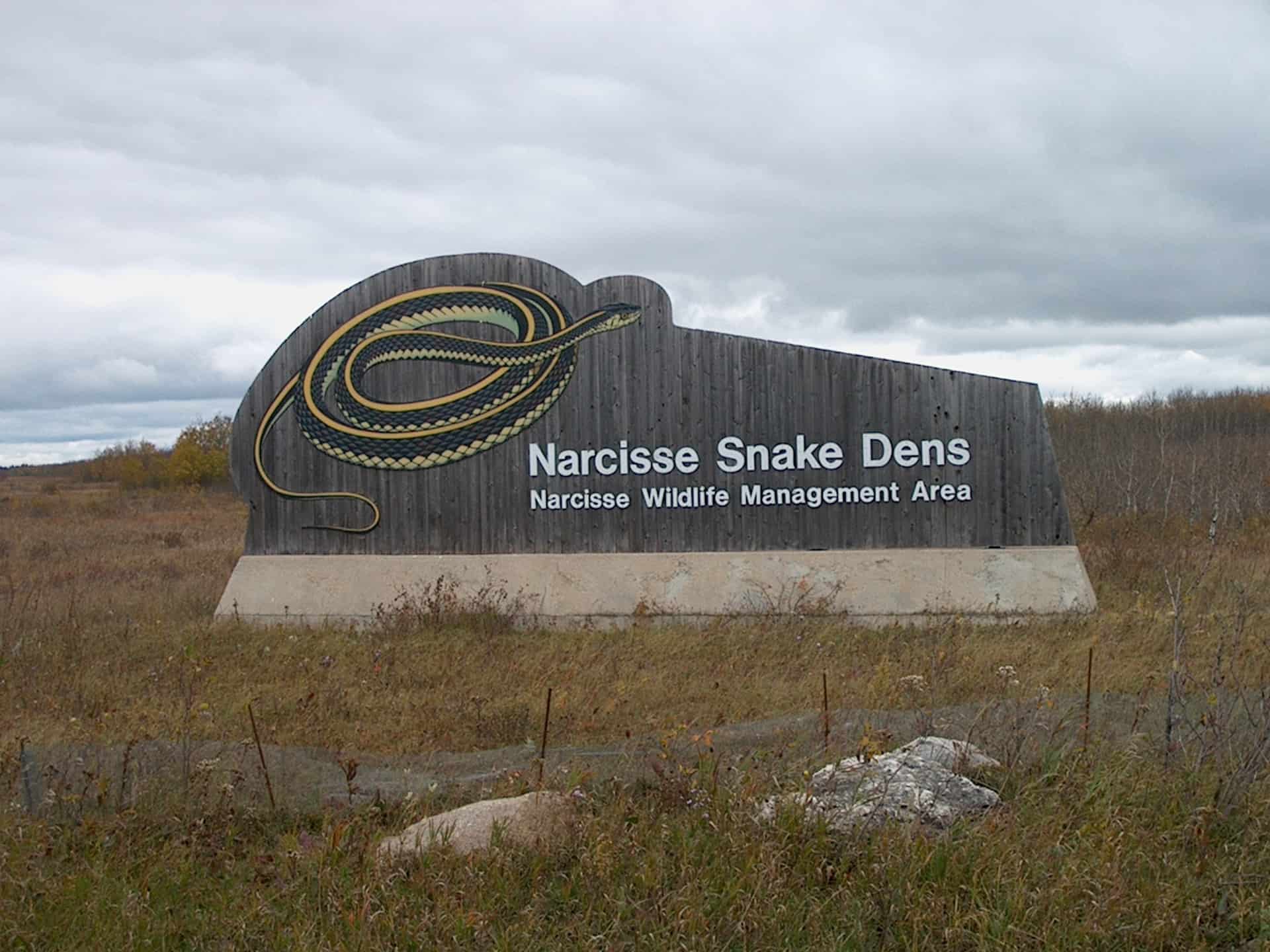 Narcisse, Manitoba - das geheimnisvolle Treffen der Strumpfbandnattern