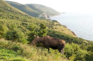 Cabot Trail, Cape-Breton-Highlands-Nationalpark - Foto Nova Scotia Tourism