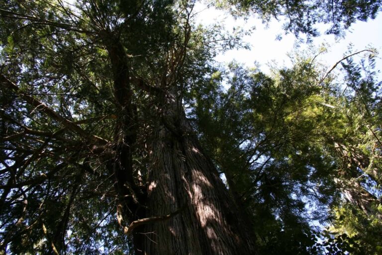 Mammut Bäume auf Vancouver Island - teilweise über 1000 Jahre alt sind diese Bäume im Regenwald - Foto Tobias Barth