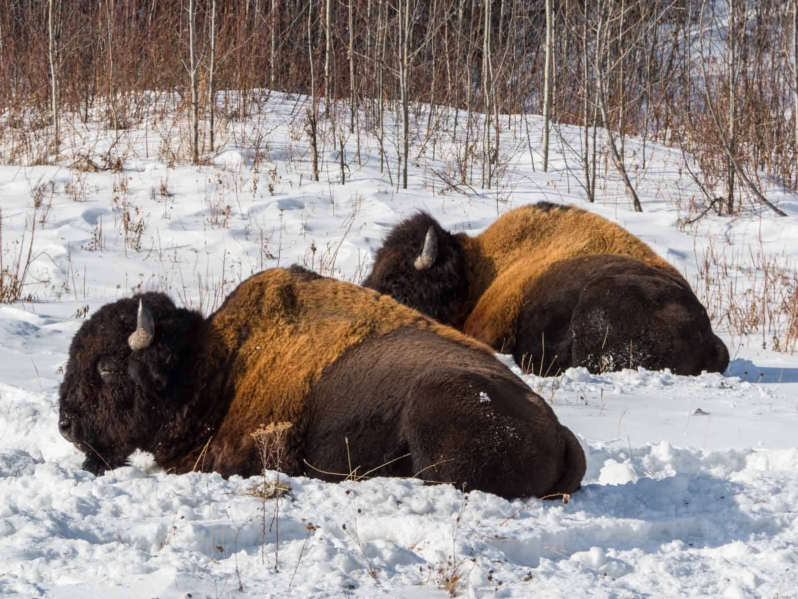 Bisons beim chillen