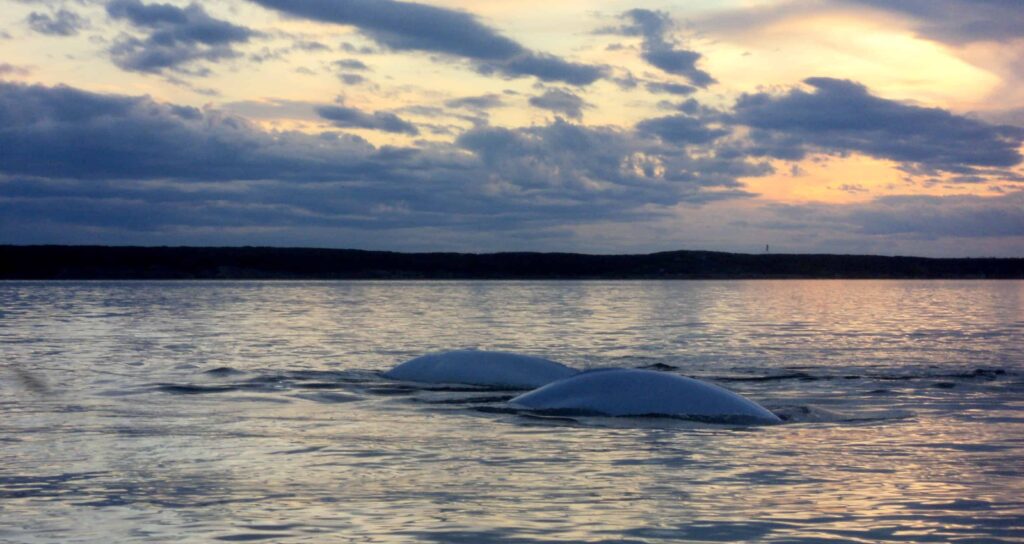Belugas ziehen in den Churchill River um dort im Sommer ihre Jungen zu gebären (Claudia Grill)