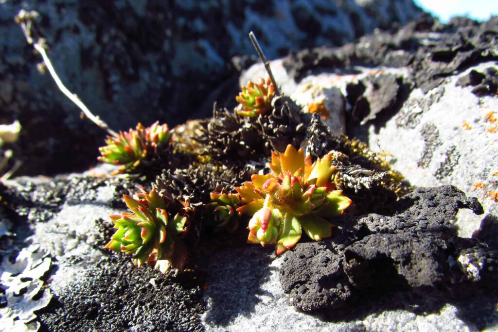 Die winzigen Tundrapflanzen haben nur wenig Zeit um Blüten und Früchte auszubilden (Claudia Grill)