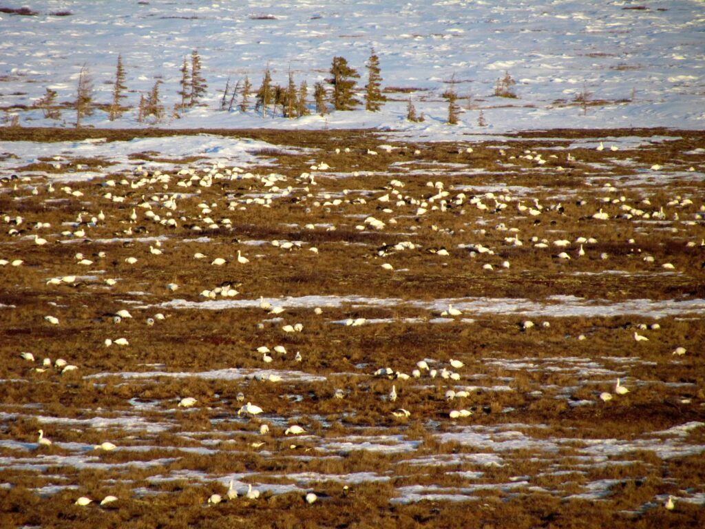 Millionen von Gänsen lassen sich im Frühling in der Tundra nieder (Claudia Grill)
