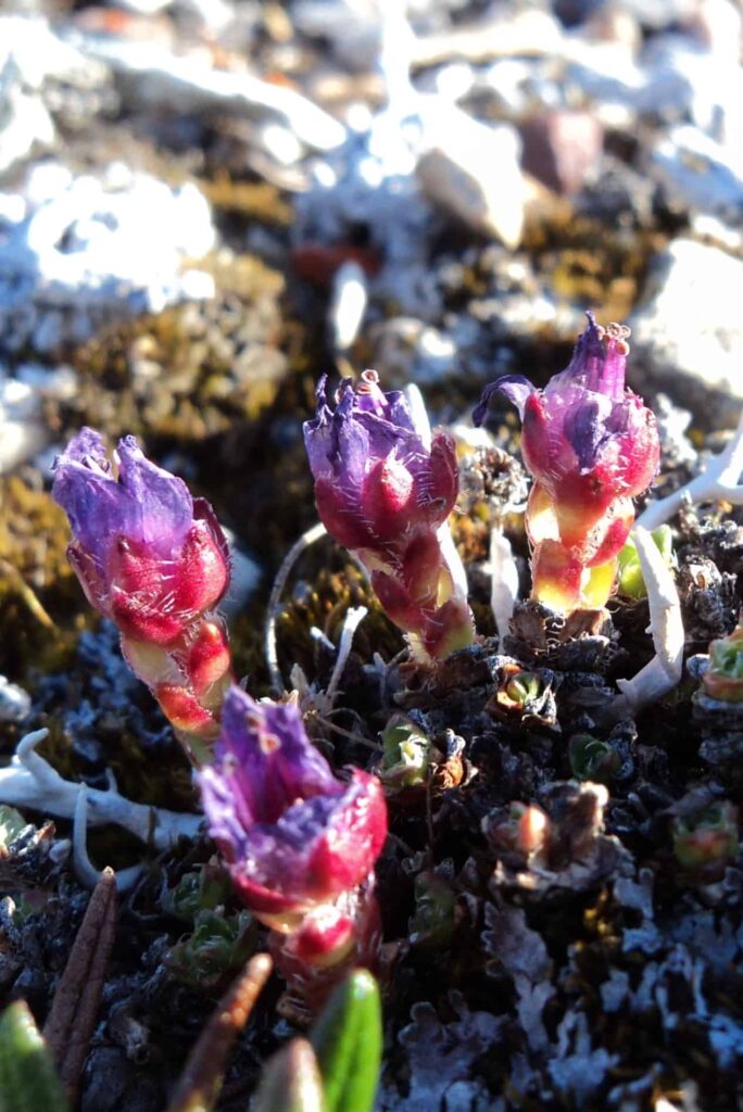 Purple Saxifrage - eine der ersten blühenden Pflanzen (Claudia Grill)