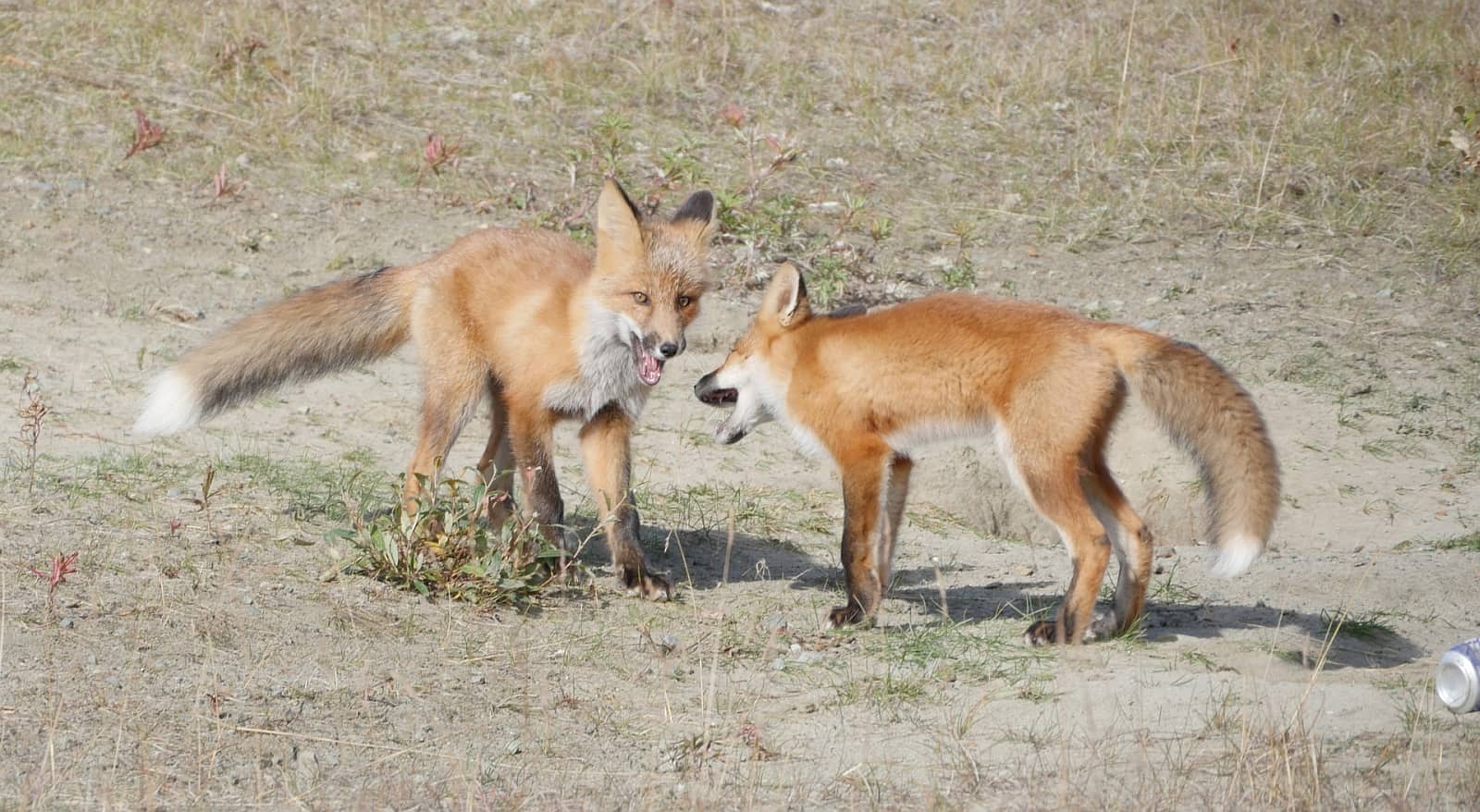 Wildlife encounter by the side of the road during an RV trip in Canada