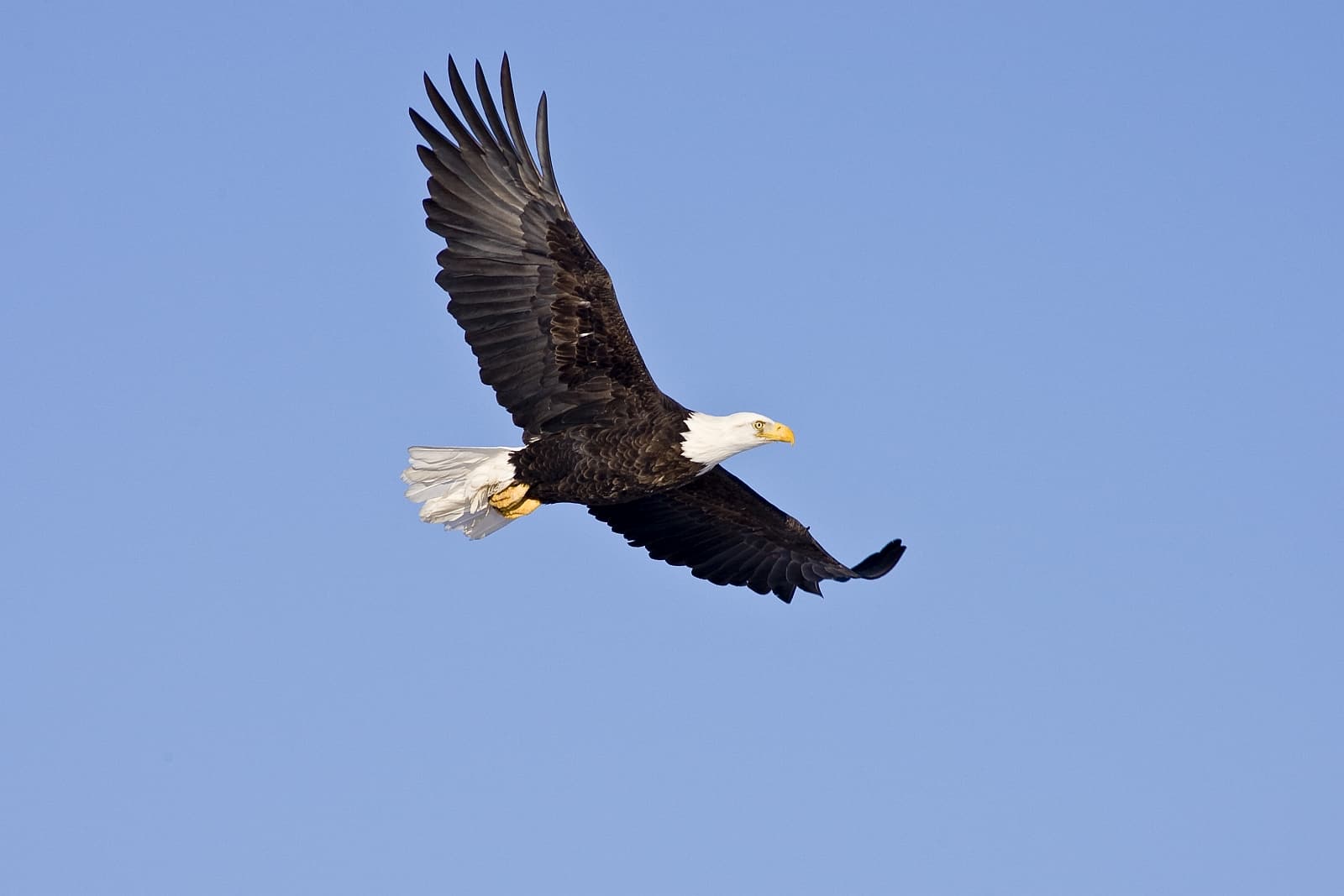 Erwachsener Weißkopfseeadler im Flug.