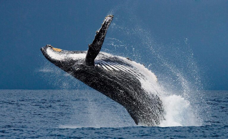 Was für ein beeindruckender Anblick, ein großer Buckelwal im Sprung. Der Traum eines Jeden beim Whale Watching. Foto GUDKOVANDREY / Deposit