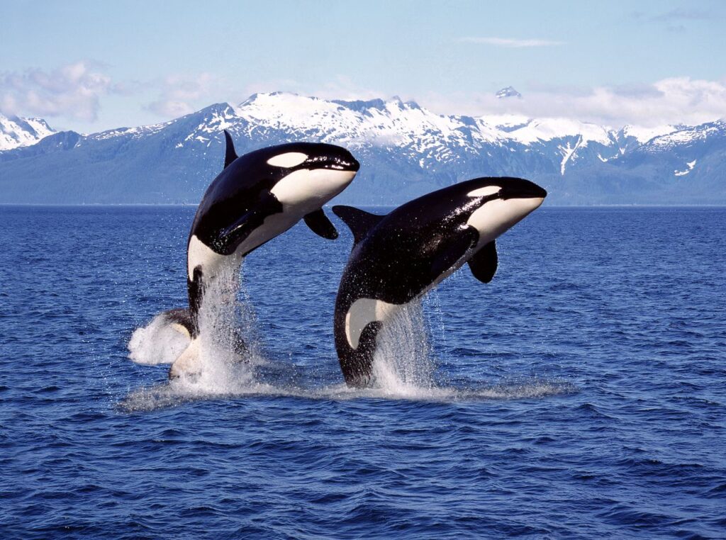 Orcas an der Westküste Kanadas. Foto slowmotiongli / Deposit