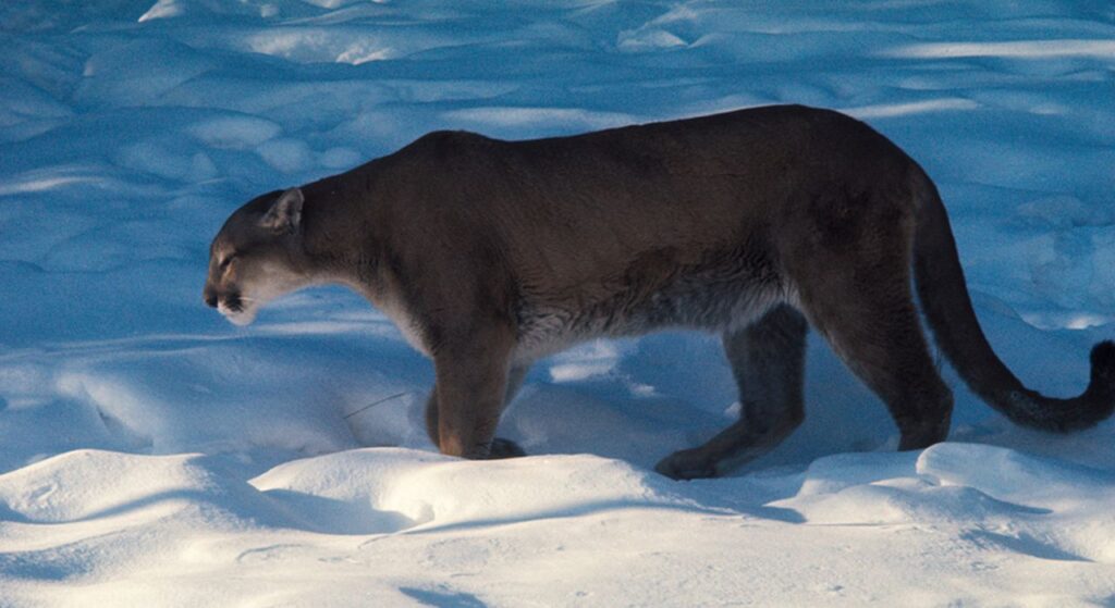 Auch diese wunderschöne Raubkatze kann man mit viel Glück entdecken, den Puma. Foto Parks Canada / THHall