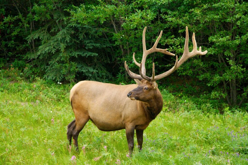 Was für eine stolze Erscheinung, ein stattlicher Elk-Bulle, wie der Wapiti in Kanada überwiegend genannt wird. Foto Holger Bergold